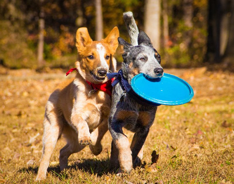 Ein roter Heeler-Welpe und ein blauer Heeler-Welpe, beide Australian Cattle Dogs mögen den beliebten Cartoon