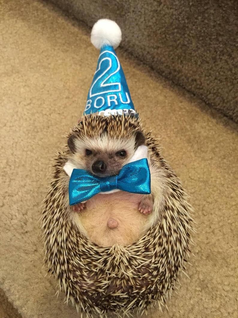 PinkiSmart Personalisiertes Geburtstags-Hut- und Krawatten-Set für Hamster