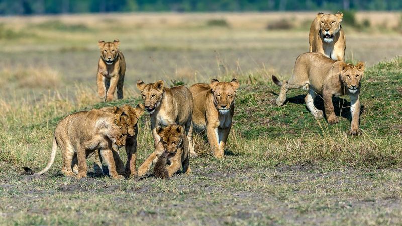 Löwenjunge jagen einen gebänderten Mungo in der Masai Mara.