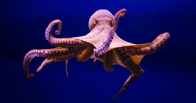Octopus Wortspiele und Witze