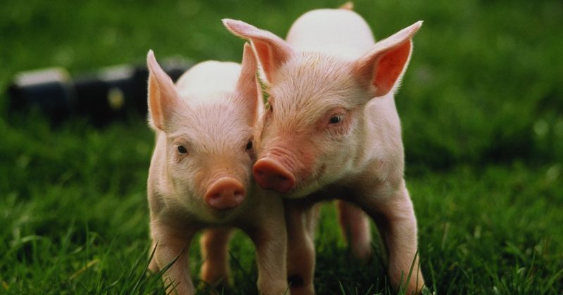 63 Oink-tastic Pig Wortspiele und Witze