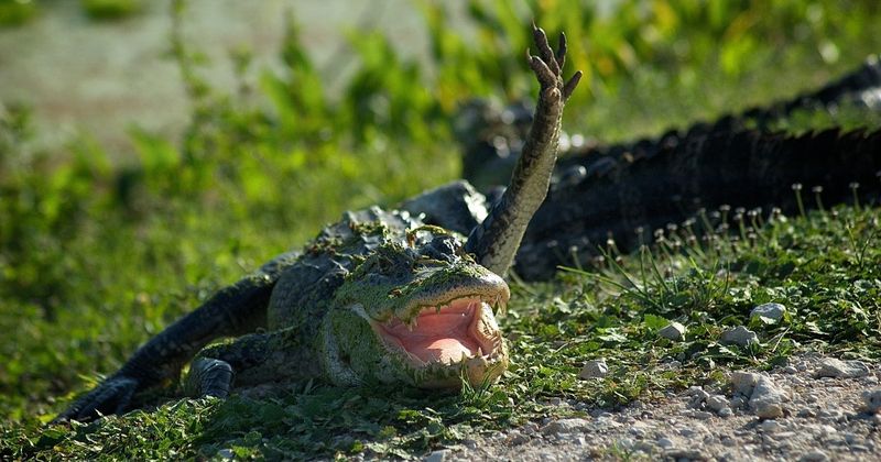 Alligator scherzt Wortspiele