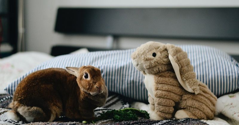Kaninchen scherzt Wortspiele